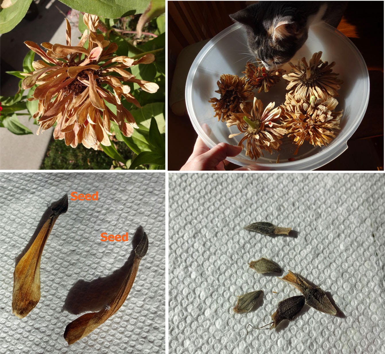 Boise Daily Photo Garden Shot October 2013