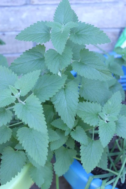 does catnip work on dogs for catnip pawsitively pets does catnip work on dogs for catnip pawsitively pets