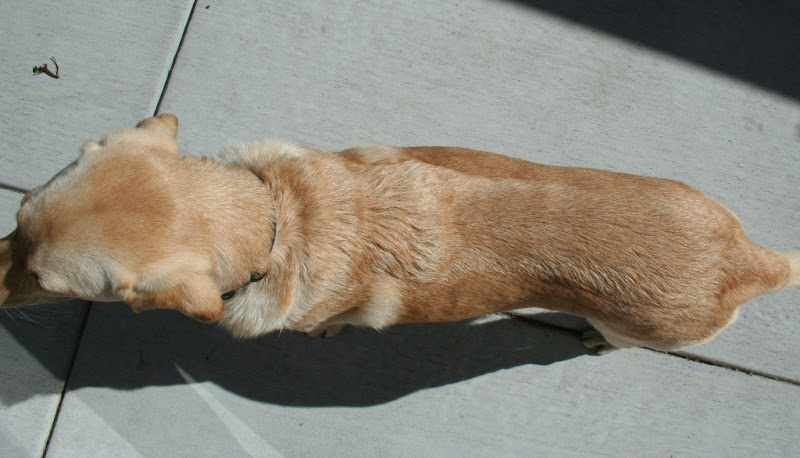 same pose as above photo but outside on concrete patio