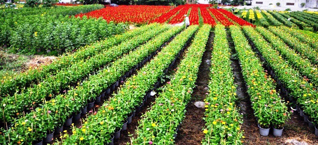 [Image: Dep-nhu-tranh-voi-canh-dong-hoa-xuan-o-Sai-Gon-13.jpg]