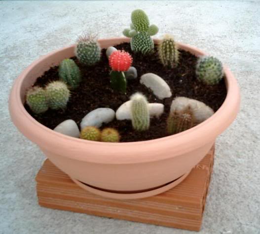 mini jardim cactos suculentas:Exemplos de Mini Jardim de cactos e ou Suculentas mini jardim cactos suculentas:Exemplos de Mini Jardim de cactos e ou Suculentas