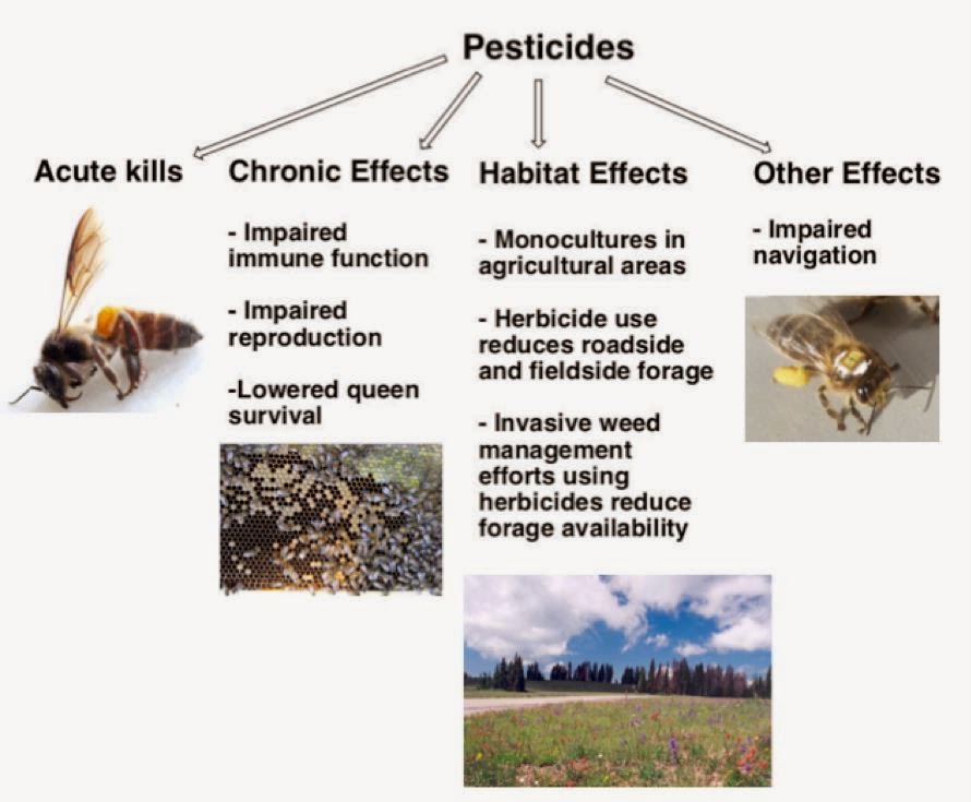 Strathcona Beekeepers Neonicotinoids and Bees