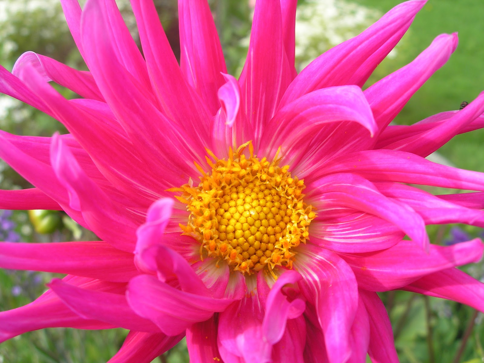 Fave August Flowers Kilcoan Gardens