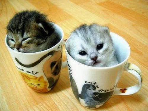 clip art and picture: funny cats