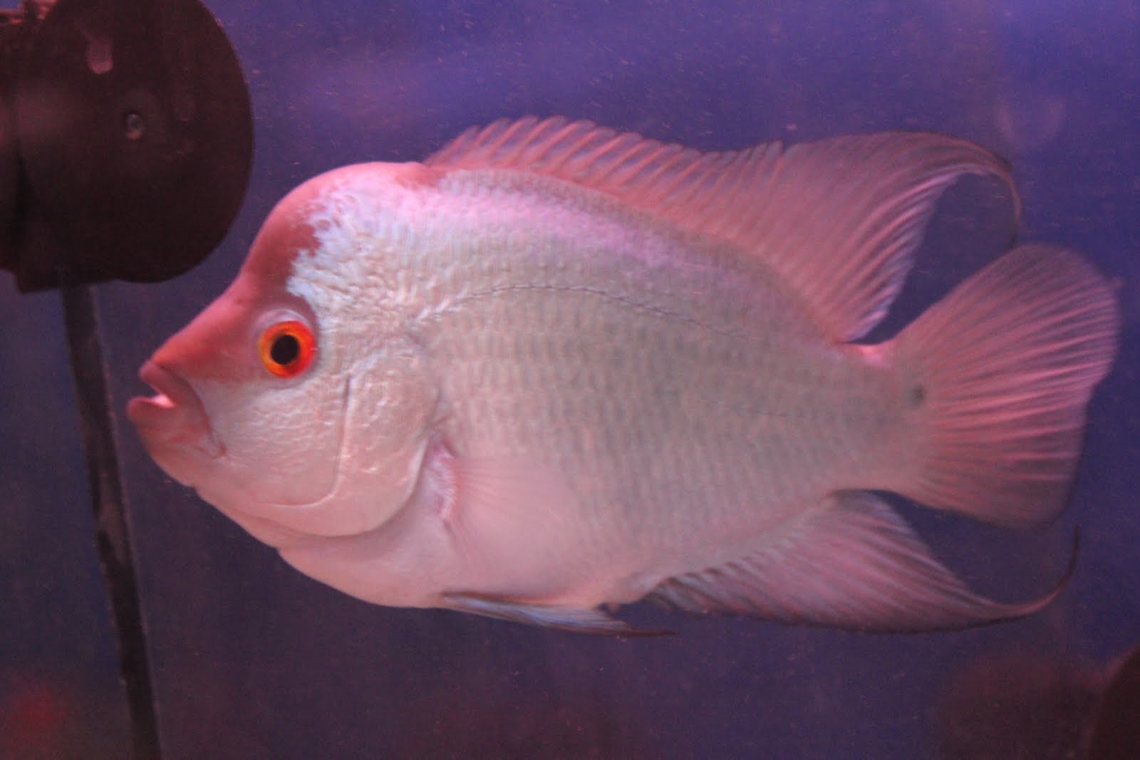 All about betta fish thai silk