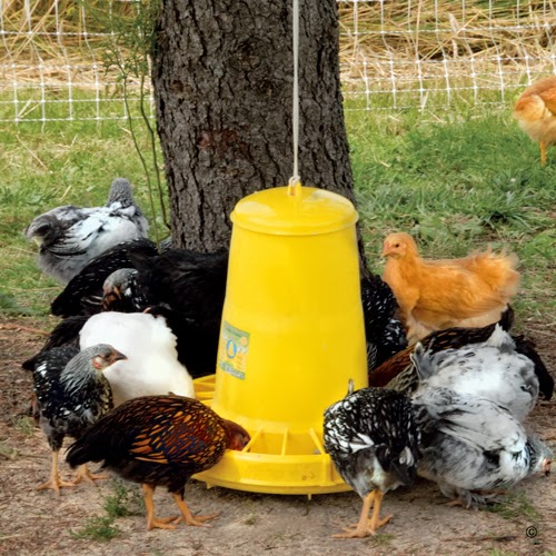 Farm Natters: I Love This Goose & Duck Feeder, Okay?
