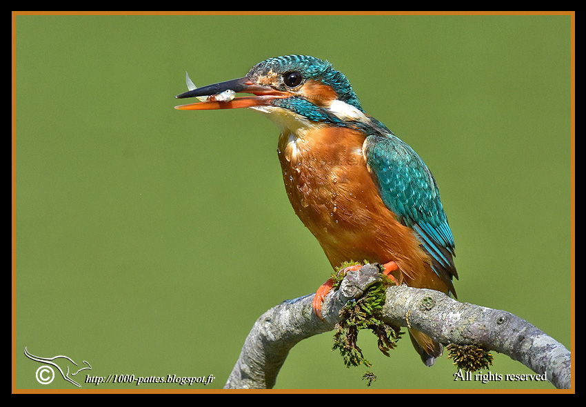 Alcedo atthis - http://1000-pattes.blogspot.com/