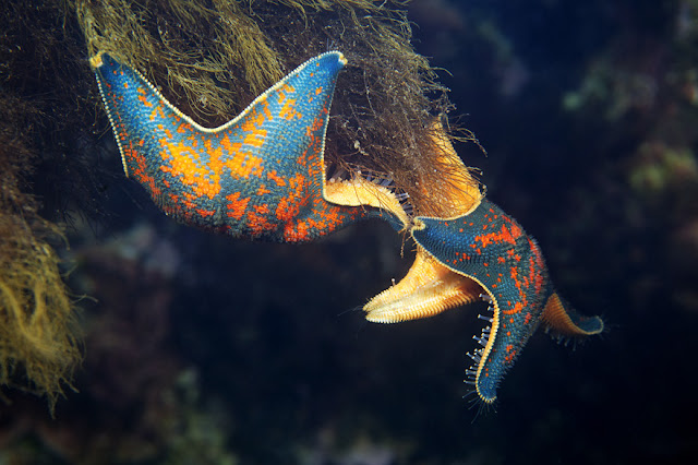 كائنات بحرية من الاعماق  .. Breathtaking+Undersea+017