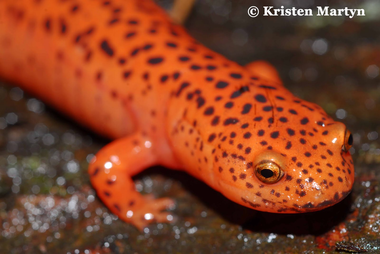 Galery Salamander: Salamander Heater