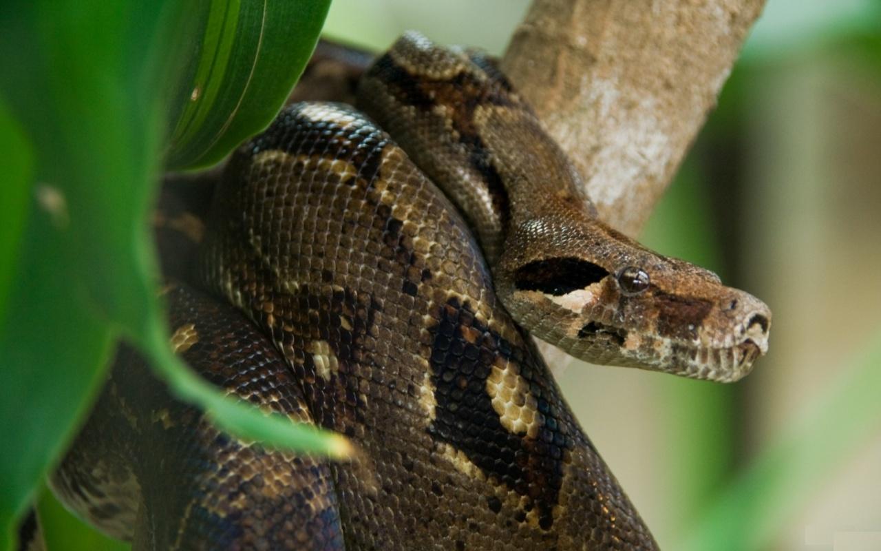 Top 20 Dangerous And Fabulous ANACONDA Snake Wallpapers In HD