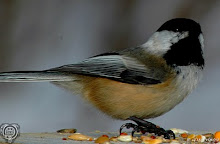 Chickadee