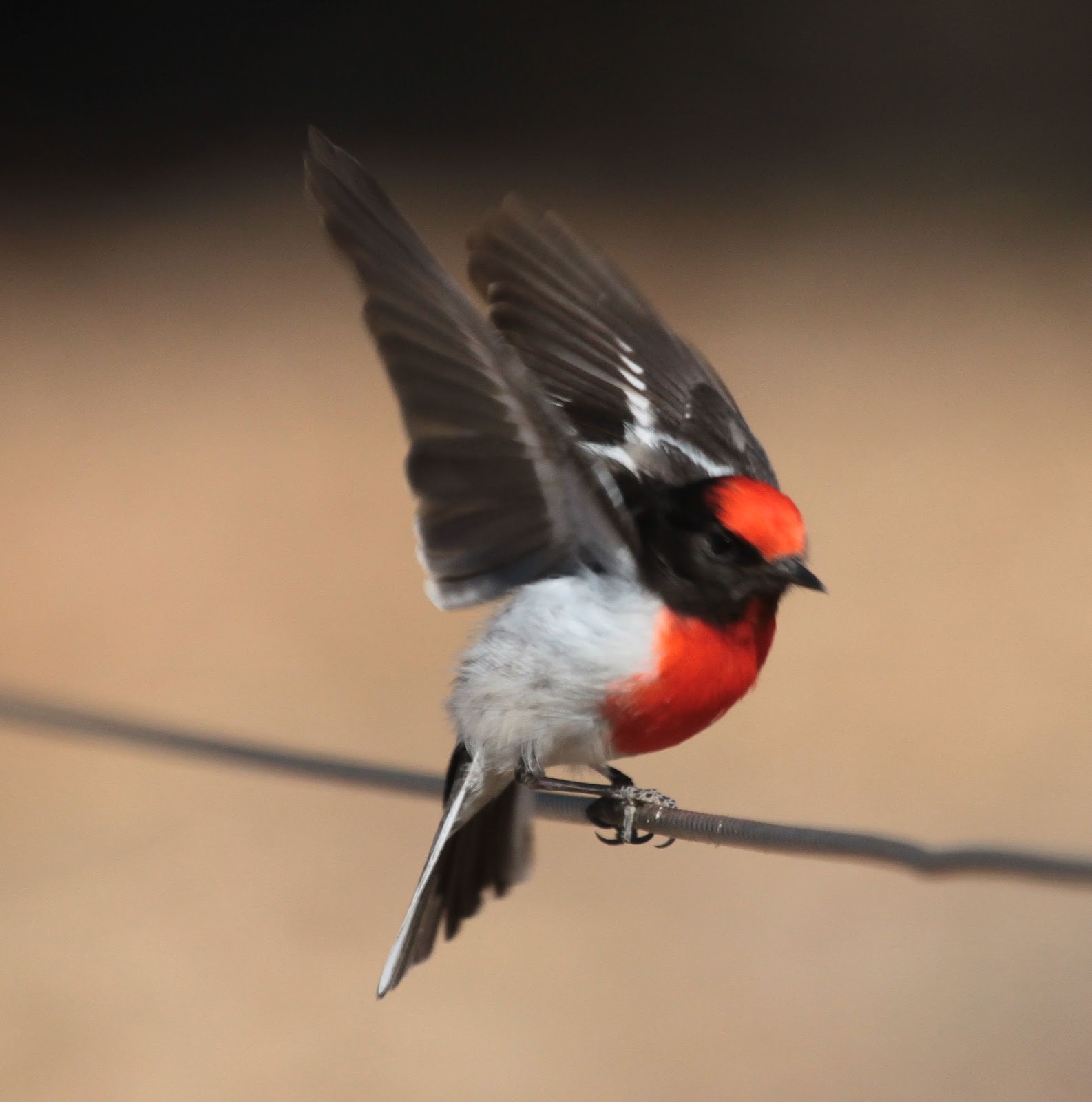 List 92+ Pictures Is Red Robin Open On The 4th Of July Full HD, 2k, 4k