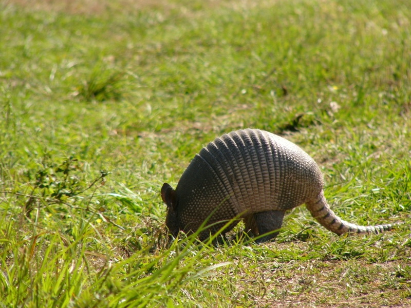 Animal State June 2012