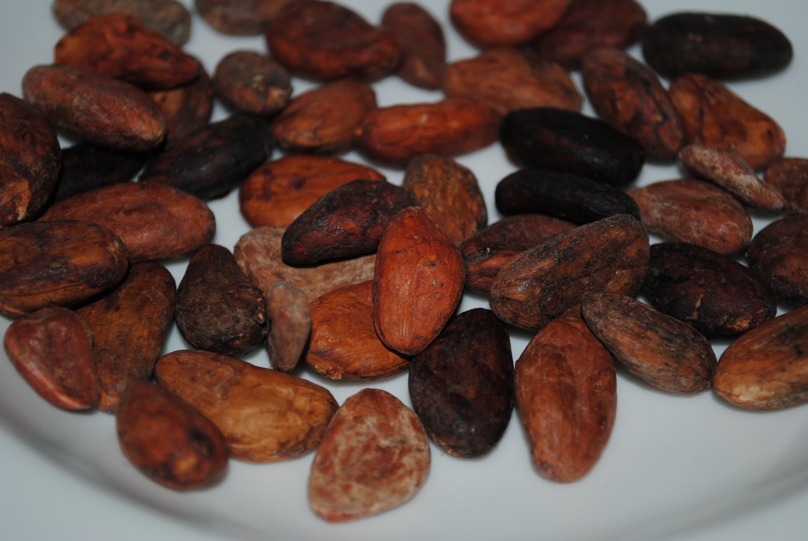 Good Food Cacao Beans from the Mexican House of Spice