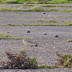 Buff-breasted Sandpipers 23 September