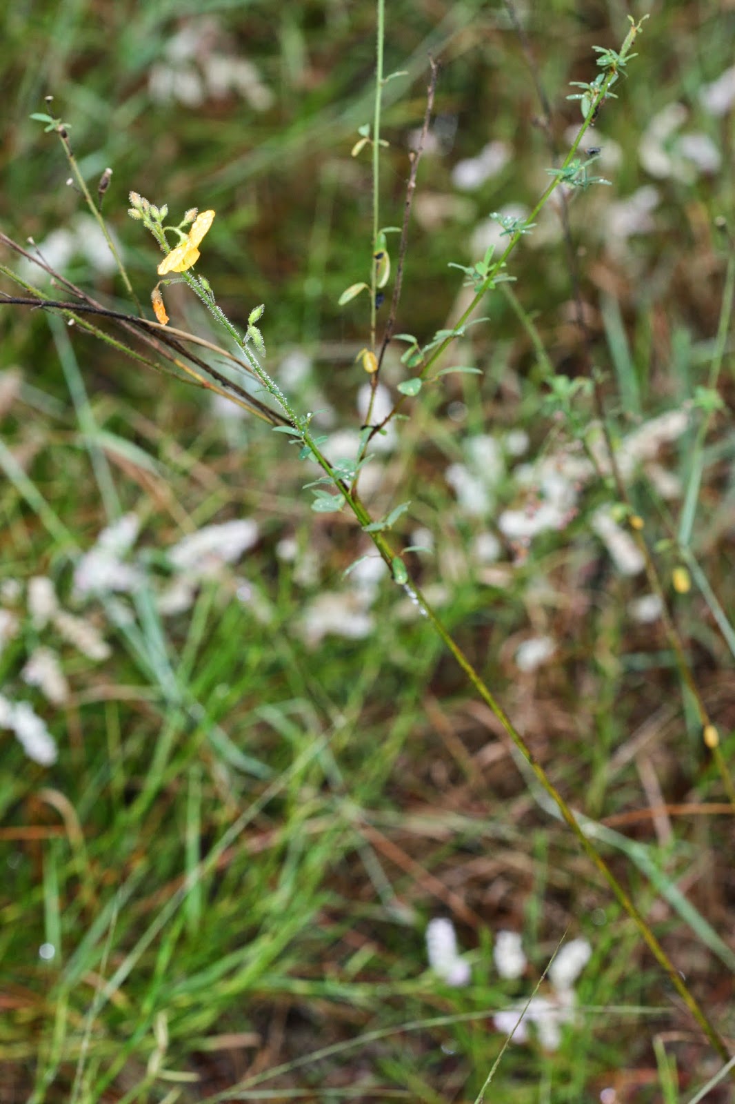 Native Florida Wildflowers Alicia Chapmannia floridana