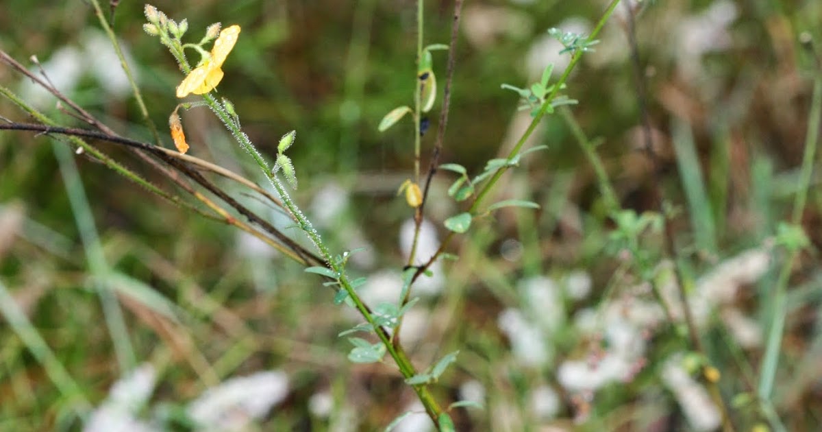 Native Florida Wildflowers Alicia Chapmannia floridana