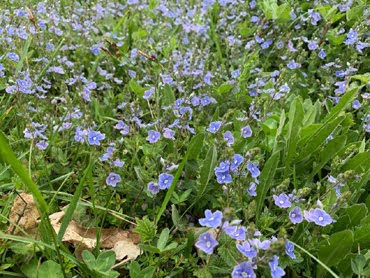 Veronica chamaedrys (Veronica comune)