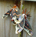 cecropia moth