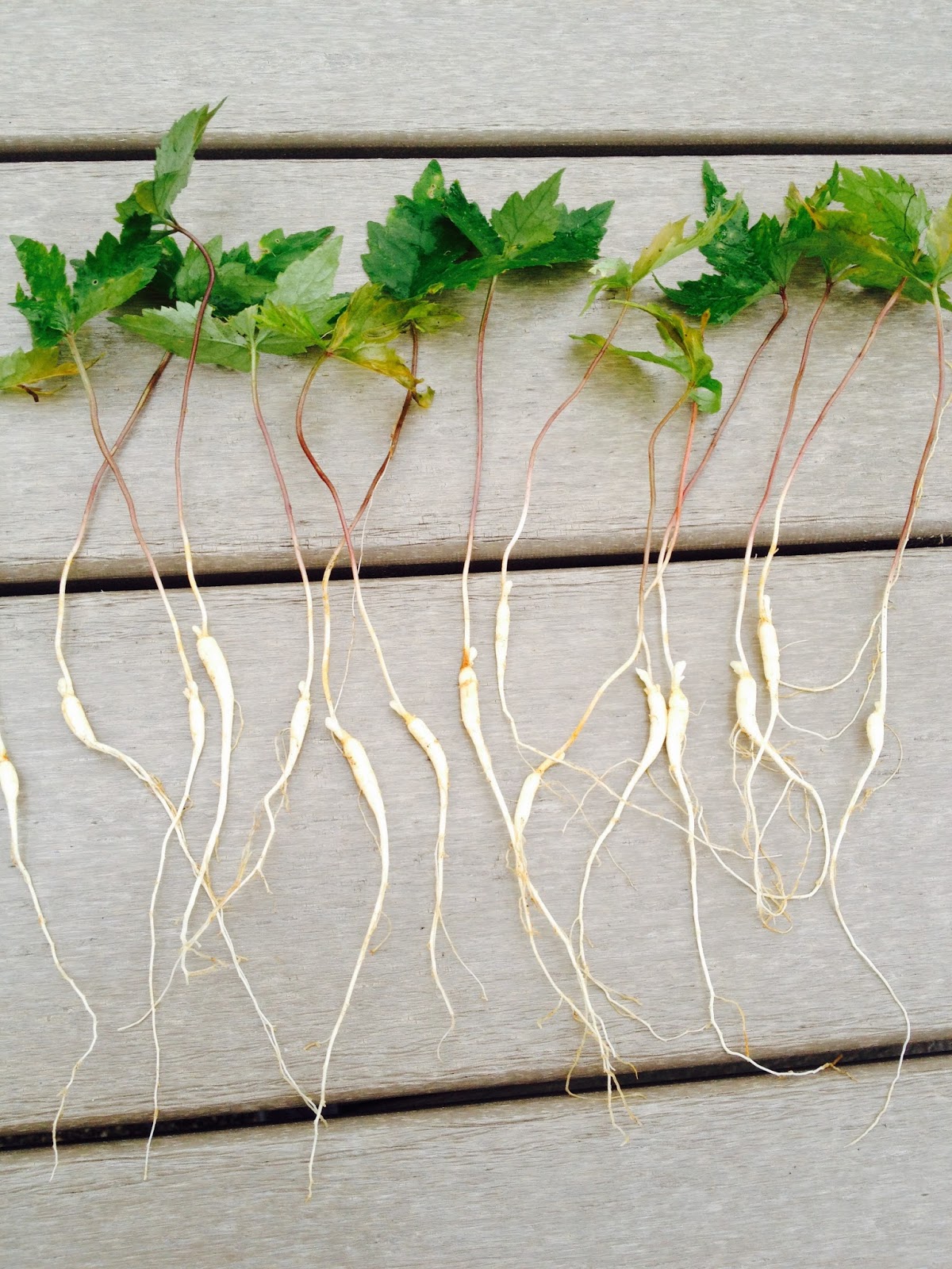 Our Tiny Farm in Western NC Special Planting Season Offer Ginseng