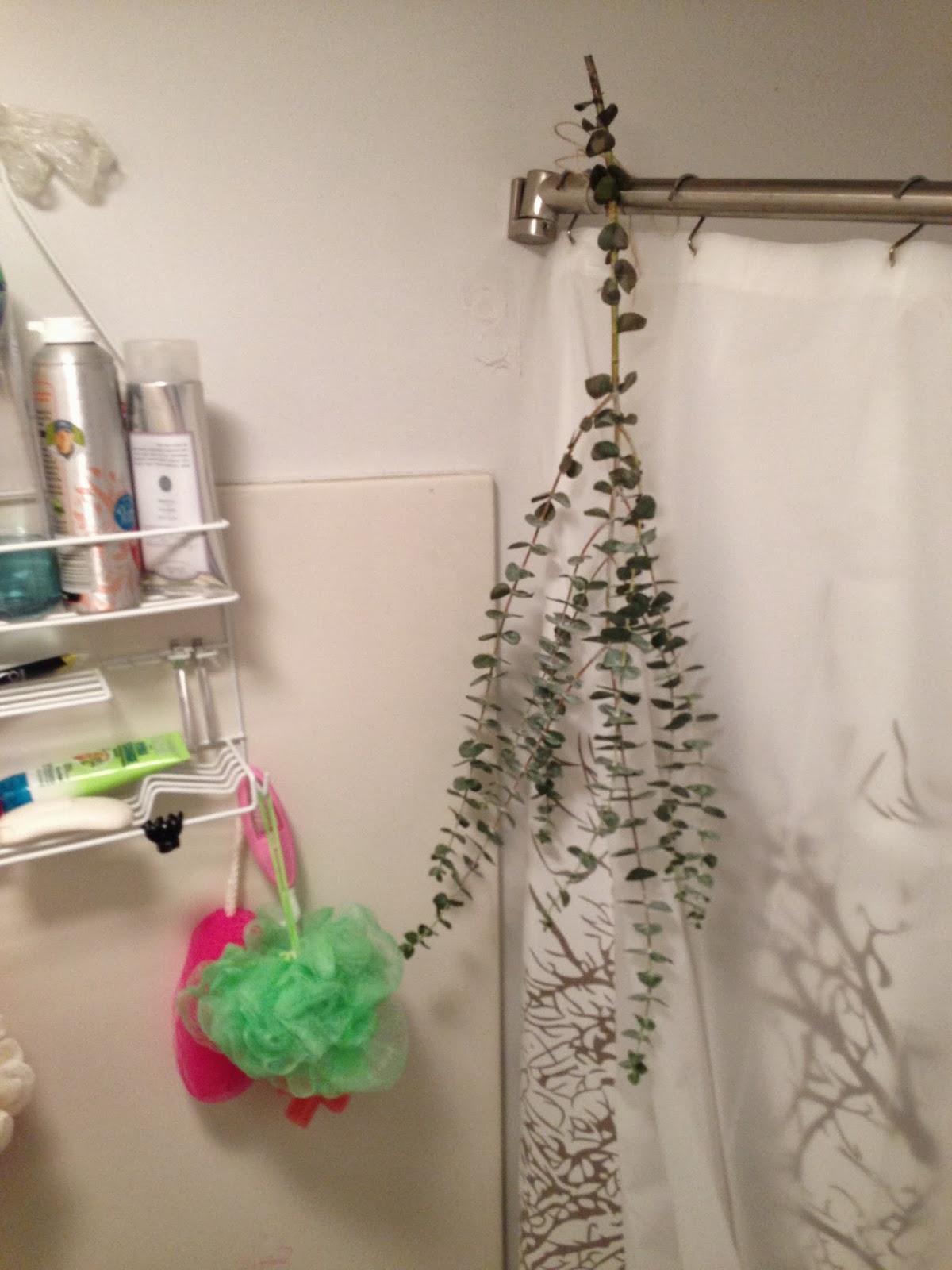Midnight Mindness Eucalyptus in the Shower