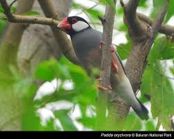 Jenis-Jenis Burung Yang Paling Di Cari Saat Ini Dan Kisaran Harganya Jenis-Jenis Burung Yang Paling Di Cari Saat Ini Dan Kisaran Harganya