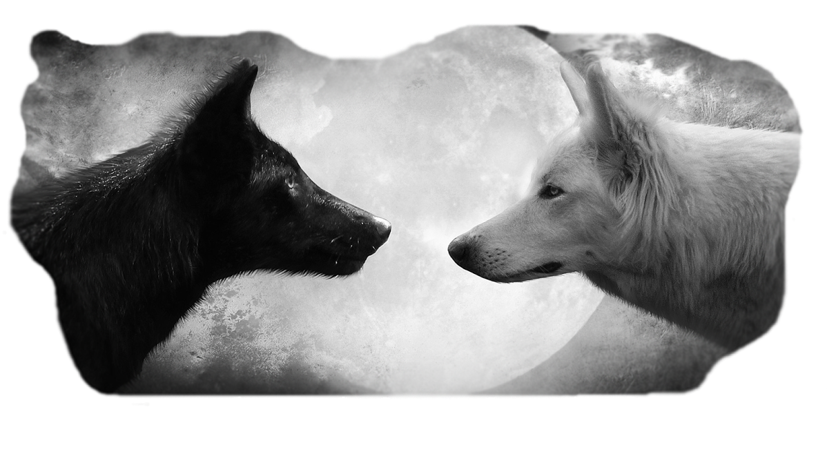 Wolves Of The Dark Midnight