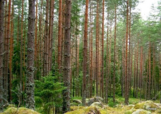 Man ser ju att det står en massa träd där och man kallar det för ”skogen”.