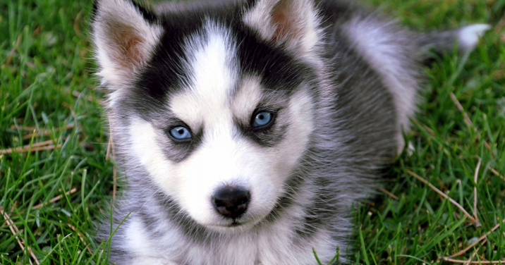 how to potty a husky puppy pet supplies for dogs and cats rosyandrocky tips how to potty a husky puppy how to potty a husky puppy pet supplies for dogs and cats rosyandrocky tips how to potty a husky puppy