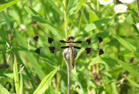 Twelve-spotted Skipper, female