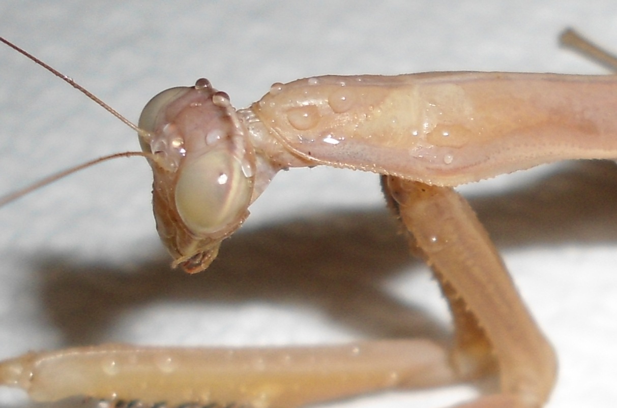 Pinturas Pregnant Praying Mantis