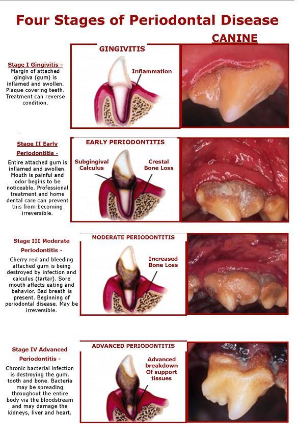 Veterinary Dental Grading Chart