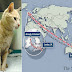 Πώς έγινε αυτό; Βρέθηκε γάτα από την Αυστραλία στην Ιρλανδία μέσω Λονδίνου...