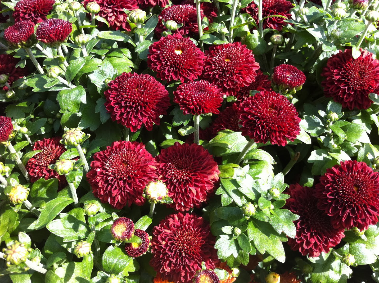 ♥♥♥Day by Day♥♥♥: Beautiful Fall Entryways