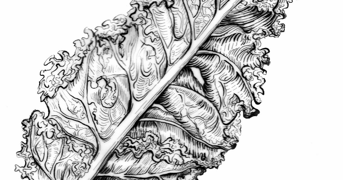 Adventures Through Art Works by Stephanie O'Neil Ink Line drawing Kale