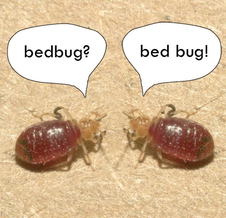 Bed bug or bedbug.
