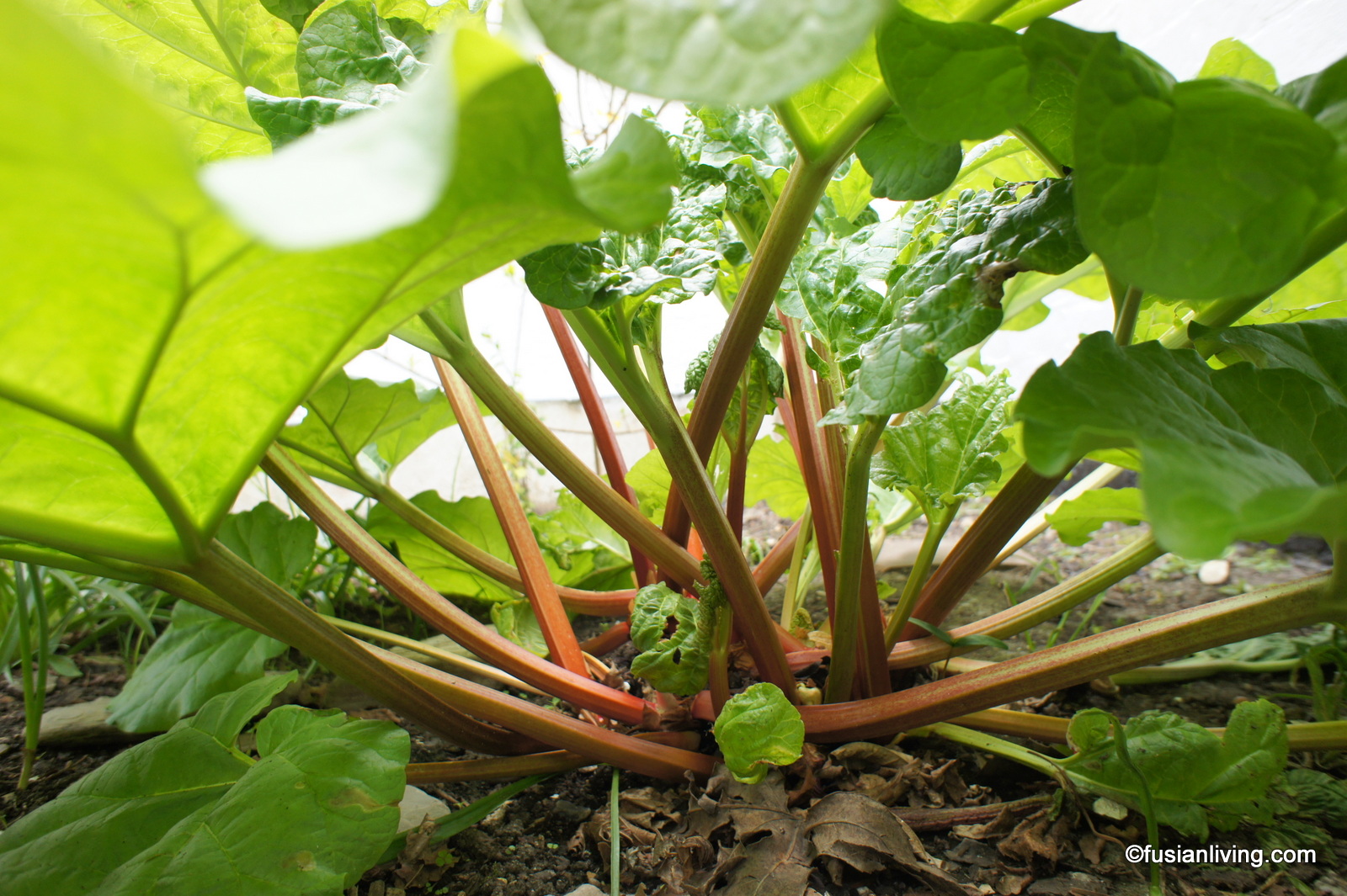 Pretty in Pink Rhubarb for crumbles in the winter... Grow Your Own