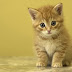Cat & Kittens Wallpaper -2