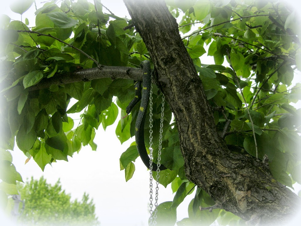 Crafty Home Cottage: Beware of Friends Bearing Gifts :)