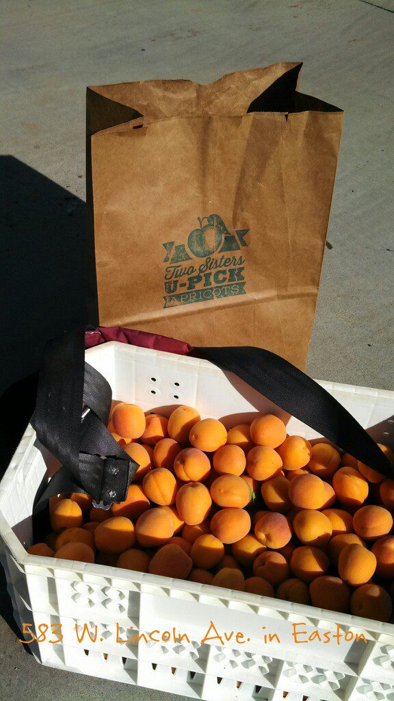 Two Sisters UPick Apricots Prices