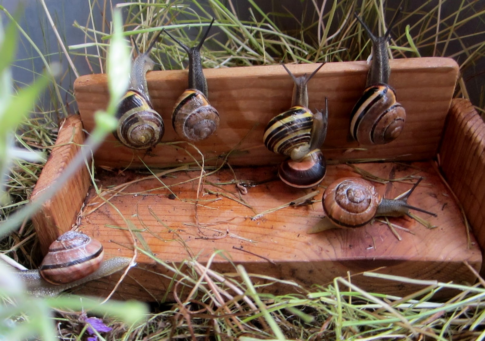 StrongStart Snail Trails