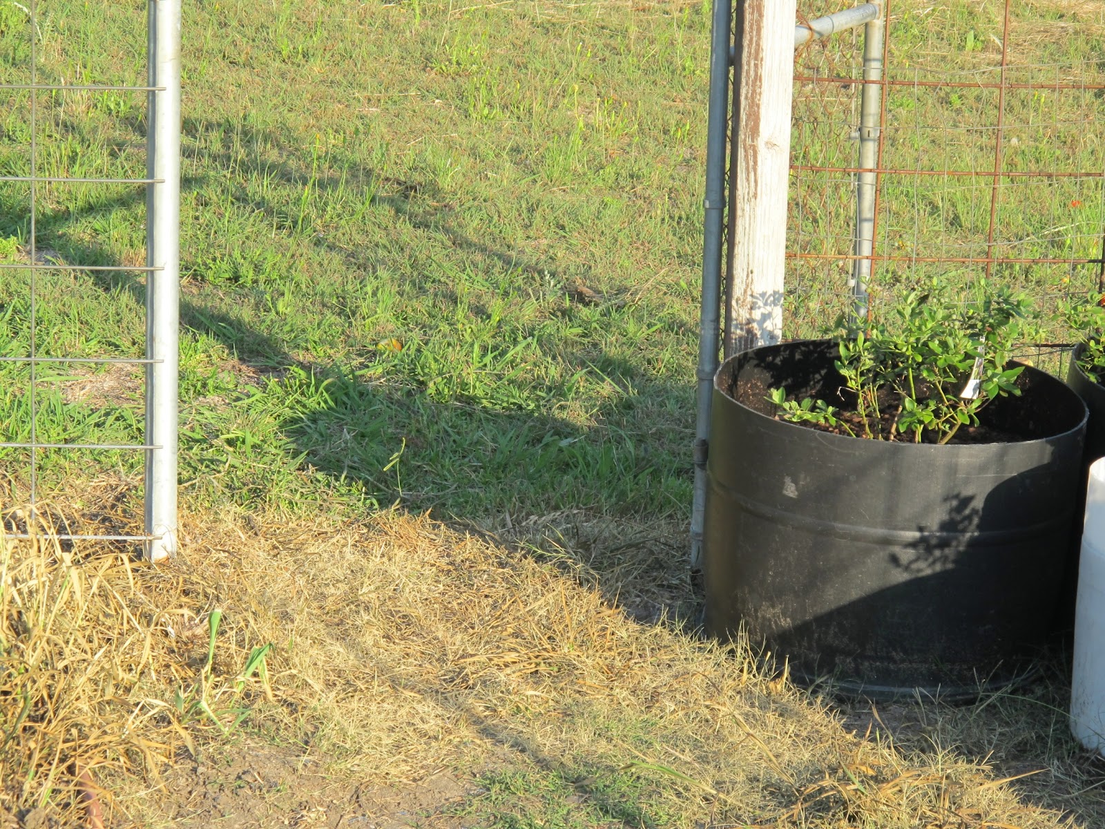Brown Vs Green Pretty Thorough Weed And Grass Killer I Should Mention That There Are All Kinds Of Weeds Grasses In The Yard Garden Brown Vs Green Pretty Thorough Weed And Grass Killer I Should Mention That There Are All Kinds Of Weeds Grasses In The Yard Garden