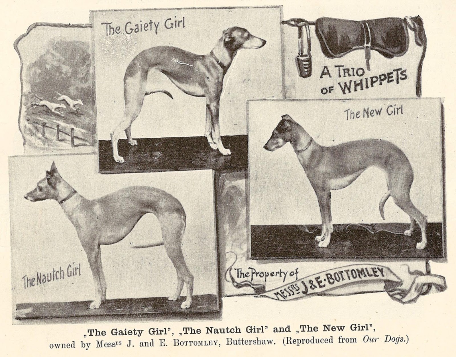 Whippet History References 2013