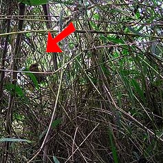 Berita Riau Terbaru Misteri Selembar Daun Dari Sarang Burung Bubut