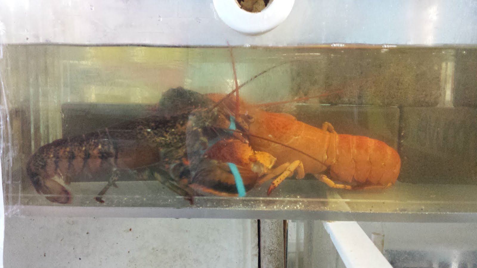 Live orange lobster 2015
