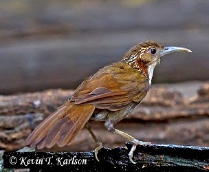 large scimitar babbler songlarge scimitar babbler song large scimitar babbler song