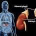 Kelenjar Adrenal (Anak Ginjal) thumbnail
