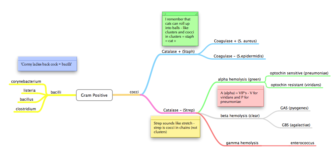 streptococcus flowchart staph or strep medmonic streptococcus flowchart staph or strep medmonic