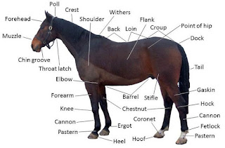 horse parts