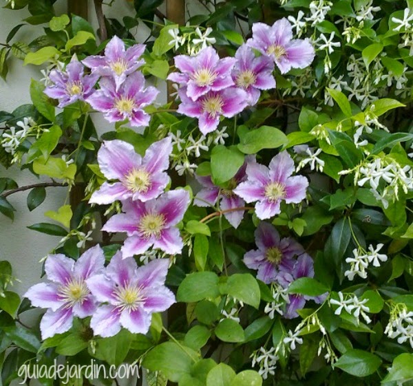 Combinar plantas trepadoras Guia de jardin Aprende a cuidar tu Combinar plantas trepadoras Guia de jardin Aprende a cuidar tu